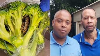 Grandpa shocked by slithering surprise inside family's bag of broccoli