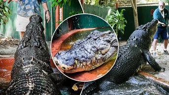 World&rsquo;s biggest crocodile hits remarkable milestone &mdash; and it&rsquo;s not his stunning size