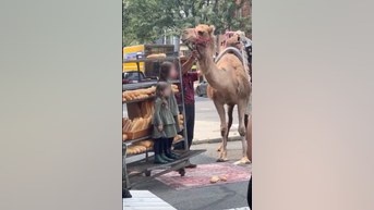 Camel STEALS a snack