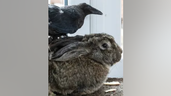 Crow and bunny form UNLIKELY friendship