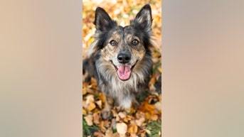 DOG QUIZ: Test your core canine knowledge