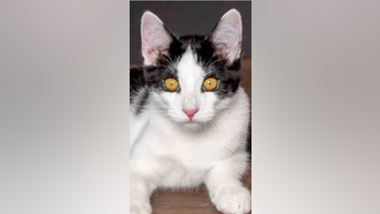 Kitten BROTHERS seek forever home