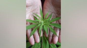 Marijuana use 'REIGNITES' among seniors