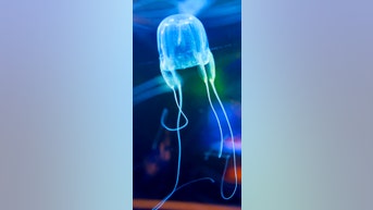Surprising facts about JELLYFISH
