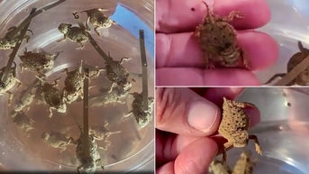 Threatened species released into wild after being raised in zoos