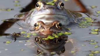 Female frogs fake death to escape ‘explosive’ romp sessions from multiple males