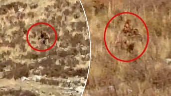 Longtime resident reveals Bigfoot and Sasquatch ranks after latest 'proof'