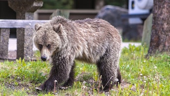 Grizzly bear attack kills couple and dog after going on a walk in national park