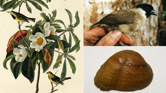 US wildlife officials declare 21 species extinct, removes them from endangered list