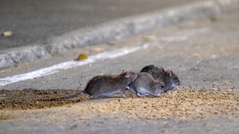 Pest control company identifies 'rattiest' city. How do others stack up?