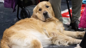 Mystery deadly illness is killing dogs across the US as owners are warned to take action