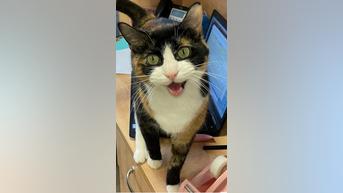 Brutally honest cat adoption ad goes VIRAL