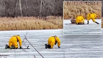 Firefighters crawl on ice to rescue massive animal left stranded