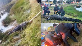 Florida authorities capture 12-foot, 600-pound gator next to shopping mall