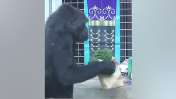 WATCH: Gorillas enjoy holiday treats