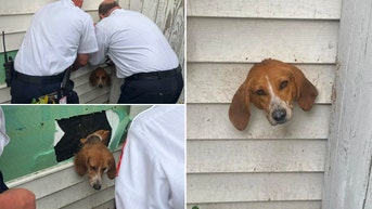 Dog rescued after he was found sticking out of his owner’s home