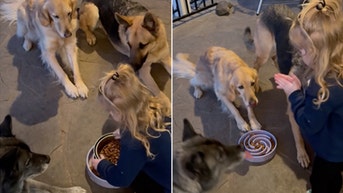 3-year-old is able to teach her dogs to 'say grace' before meals