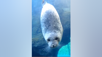 WATCH: Porcupine visits seal friends