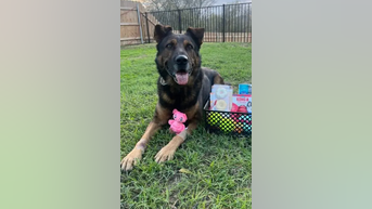 Texas K9 awarded PURPLE HEART
