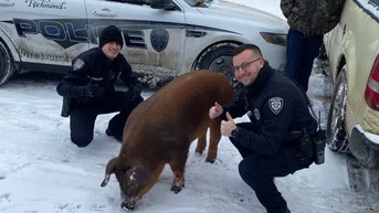 Police catch loose pig enjoying a snow day: 'Hefty friend'
