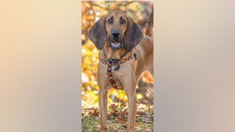 Surrendered dog needs NEW HOME