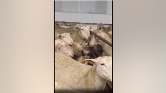 WATCH: Farm dog nestles into sheep