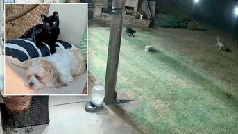 Dramatic home video captures cat saving dog’s life by chasing away coyotes in backyard