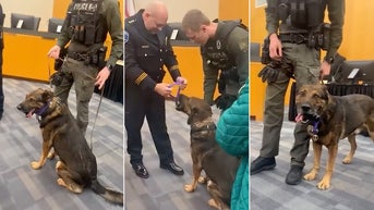 Hero K9 awarded Purple Heart after efforts during shooting
