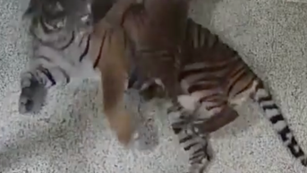 WATCH: Tiger cubs 'attack' their mom