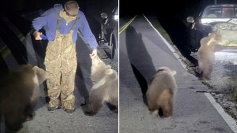 Alaskan bears found more than 3,600 miles away from home in Florida