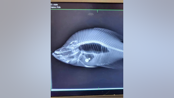 Fisherman caught cheating in contest