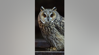 What OWLS can tell us about ourselves