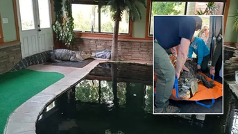 Man begs state to give back his blind, 11-foot alligator that has own room and pool inside home