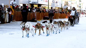 Musher penalized for failing to gut animal after attack