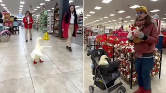 Shopper banned from Buc-ee’s after bringing service duck inside store