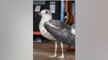 Car mechanic cares for injured seagull