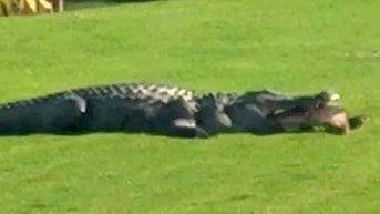 Florida golfer captures terrifying alligator sighting: ‘Never seen anything like this’