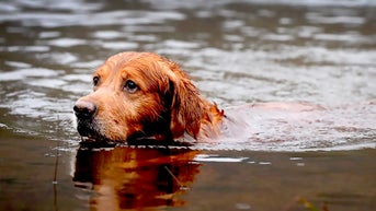 Experts warn deadly threat to pets is sweeping across the United States