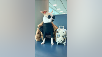 'Influencer dog' lives life of LUXURY
