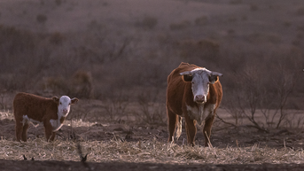 FAA's decision poised to chart the trajectory of farming practices for future generations
