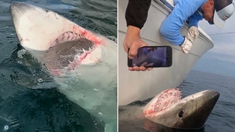 Great white shark makes history in 2,000-mile journey to Gulf of Mexico