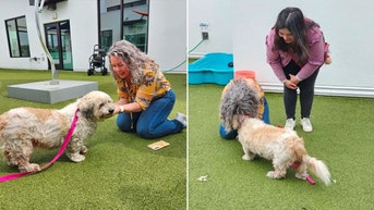 Florida woman reunited with her dog after spending 10 years apart