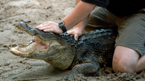 MMA fighter helps keep Florida's streets free of alligators