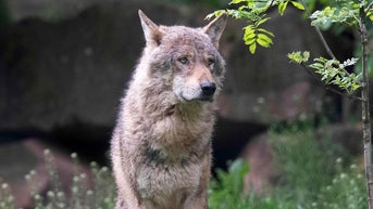 Hunter thought he killed coyote — but state officials confirmed it was something much rarer