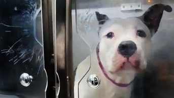 Passerby saves pit bull puppy from ‘violent beating,’ owner now faces charges