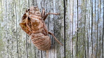 Experts issue warning as trillions of cicadas are weeks away from their emergence
