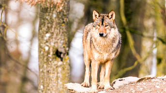 Hunter thought he killed coyote — but state officials confirm it was something much rarer