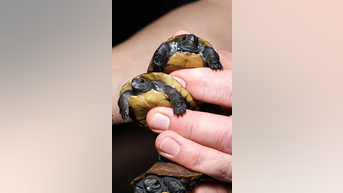 Aquarium welcomes 7 baby turtles