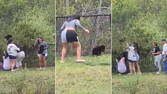 Group under fire for forcibly grabbing bear cub out of tree to take selfies
