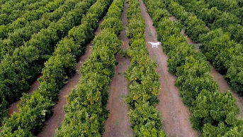 Drone company uses AI to give vital help to US fruit and nut farmers